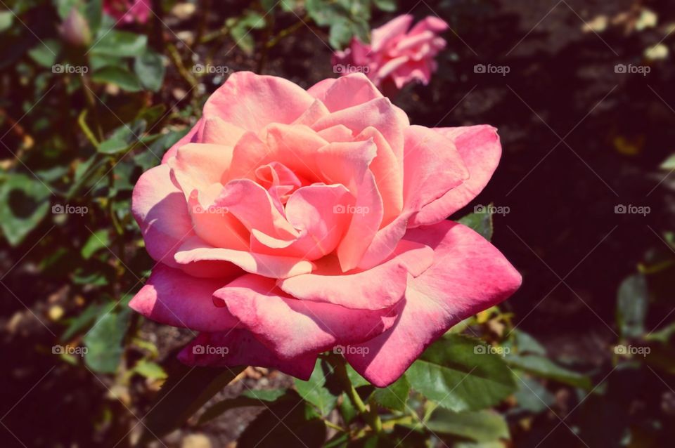 Pink rose