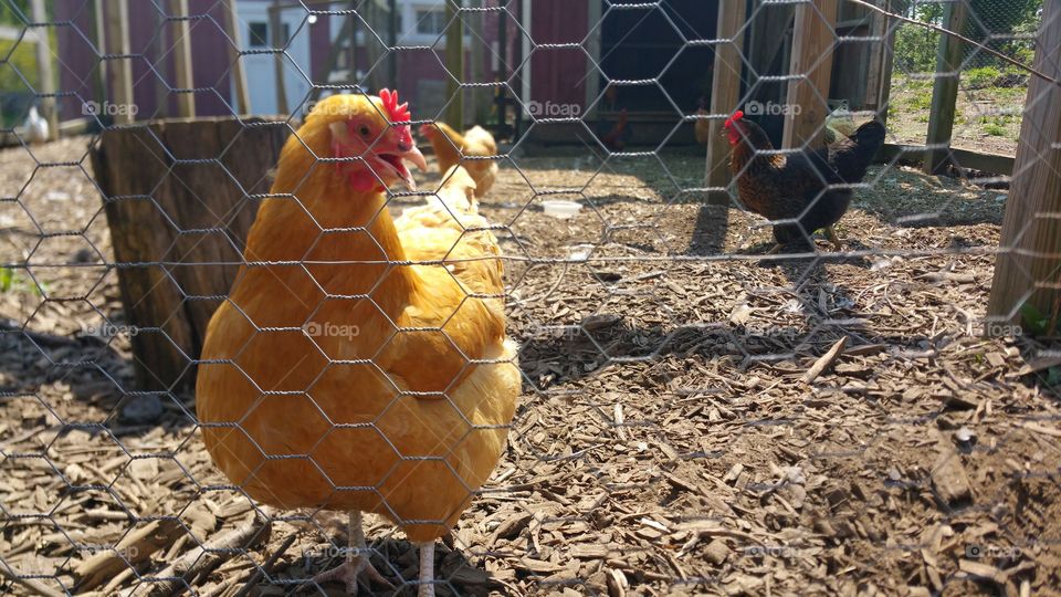 farm chicken in summer