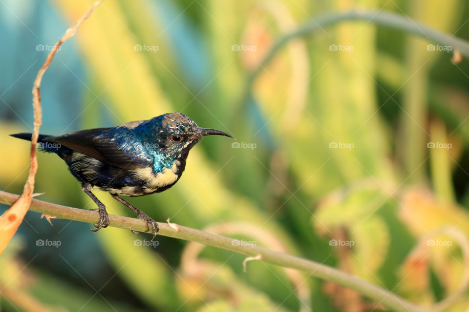 Purple Sunbird on Aloe Vera plant