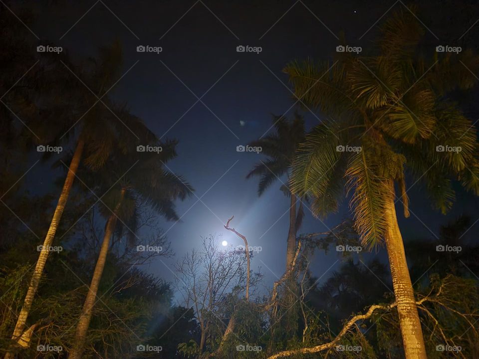 fullmoon and palmtrees
