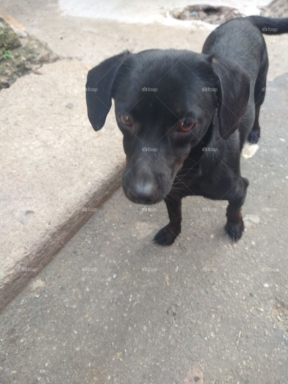 dog Black de favela