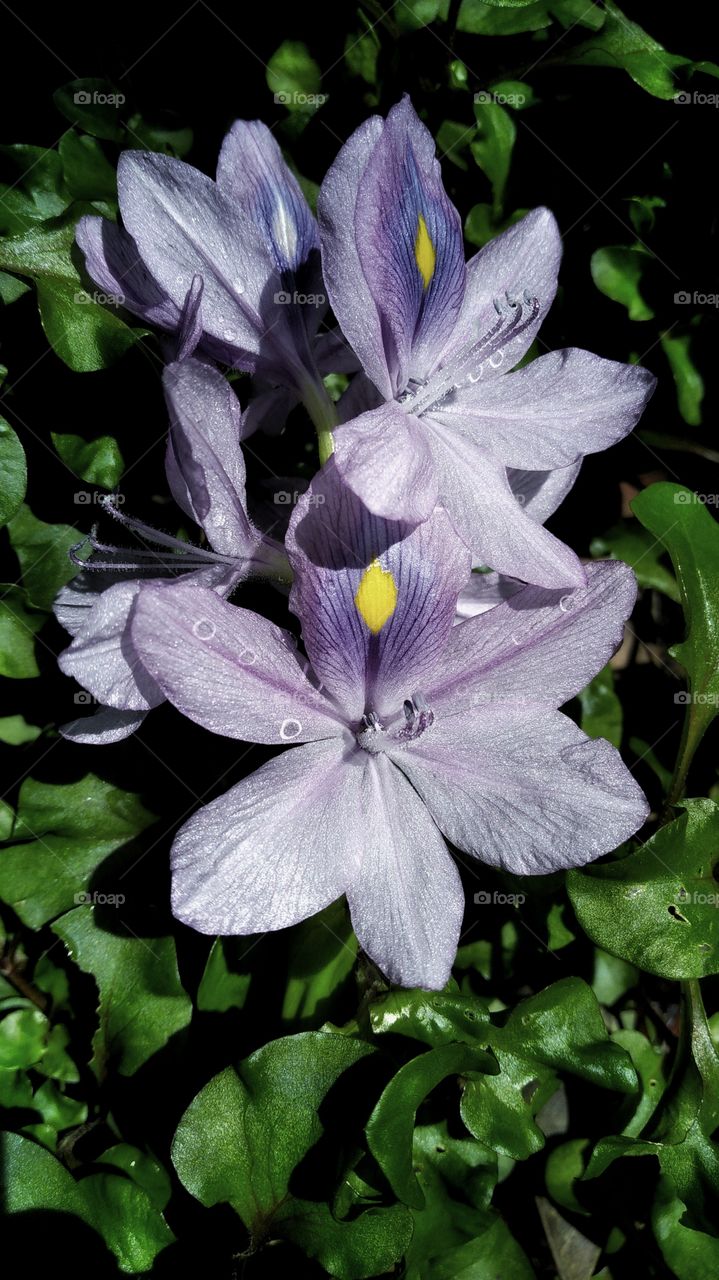 water hyacinth