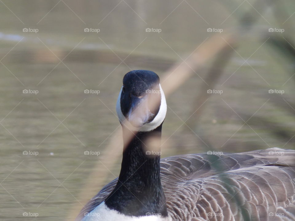 goose