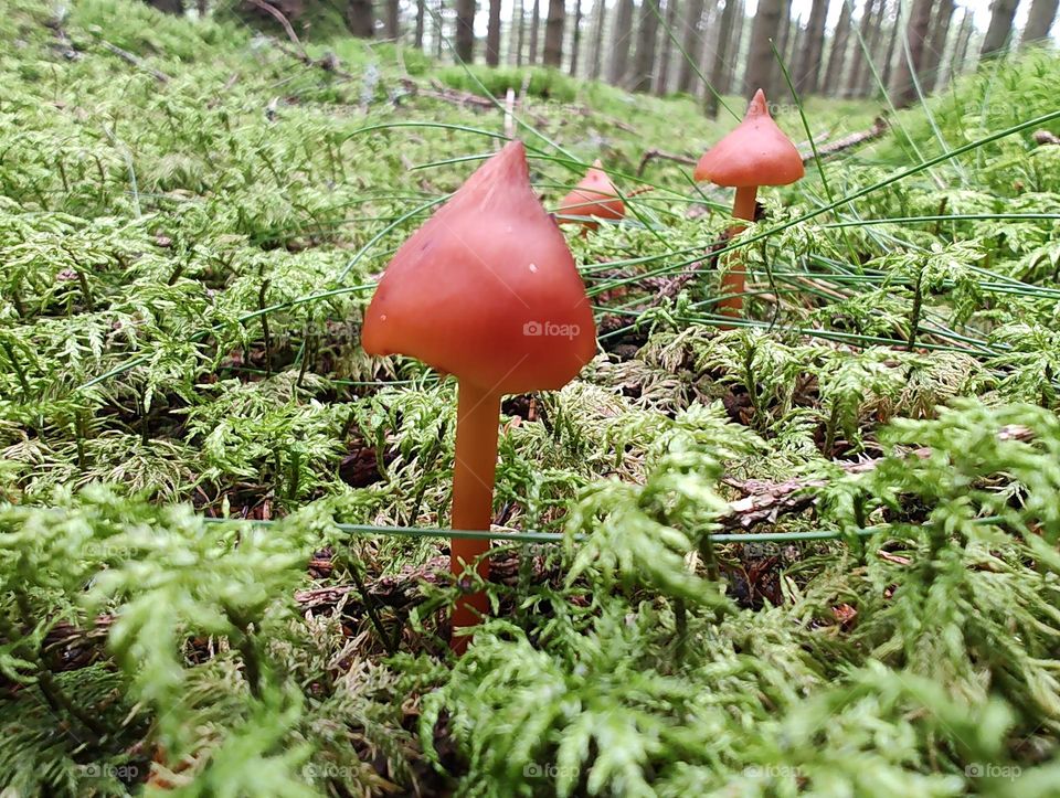 Beautifully red mushrooms,look like small red hats