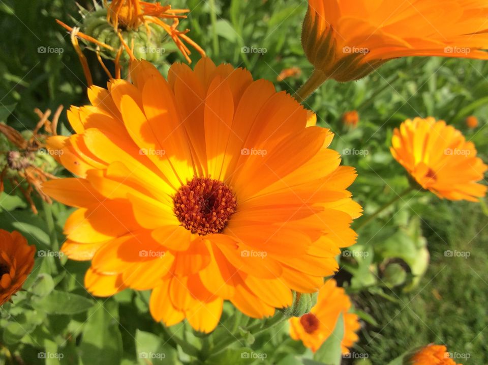 orange flower. flowerat my parents garden