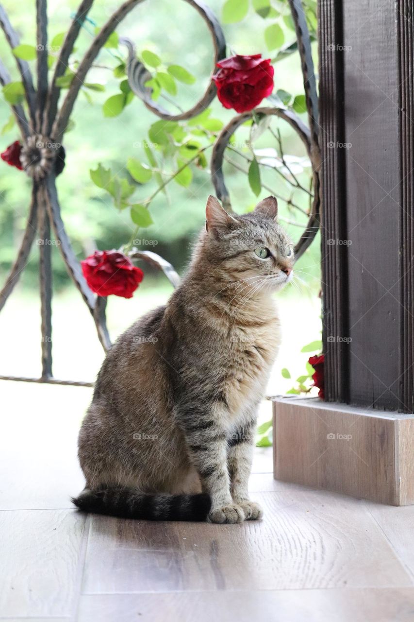 Cat portrait at the balcony - animal portrait