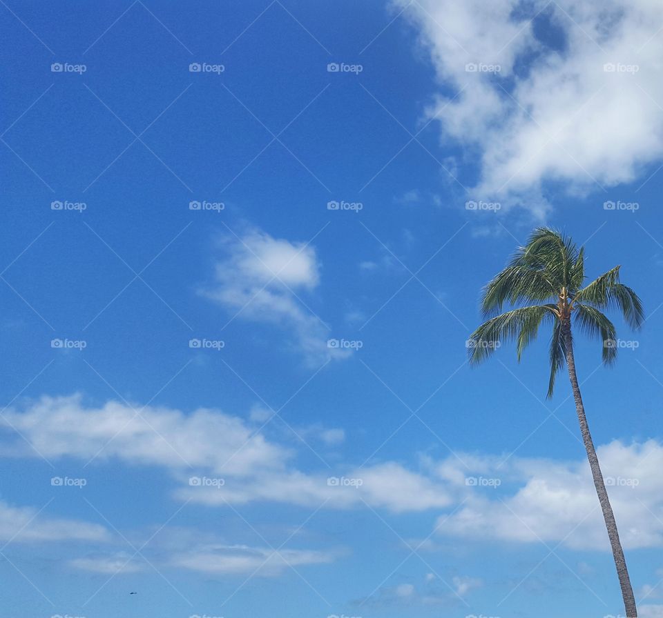 Palm tree in the sky