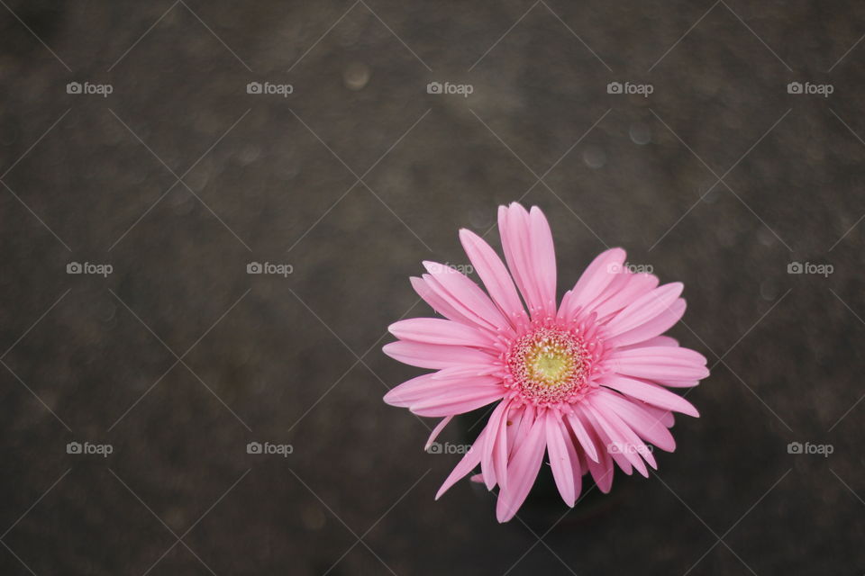 flower simple single romance love petals