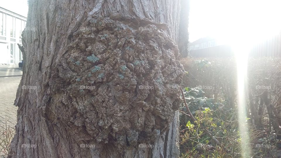 A tree trunk with a bump