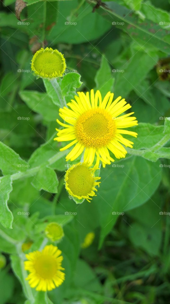 flowers