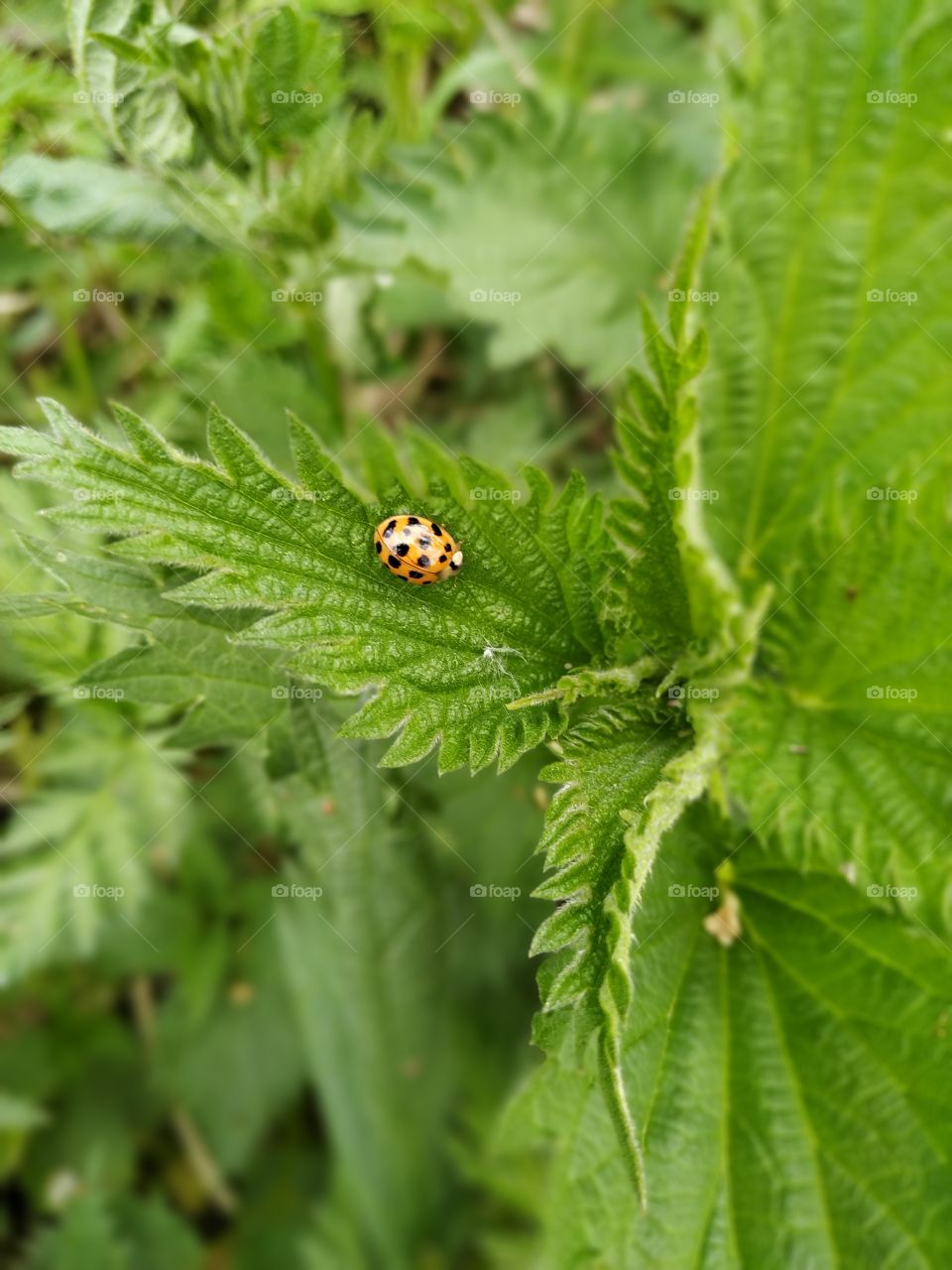 ladybug