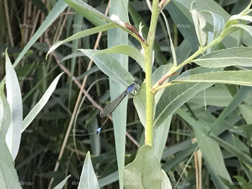 A blue dragonfly nature 