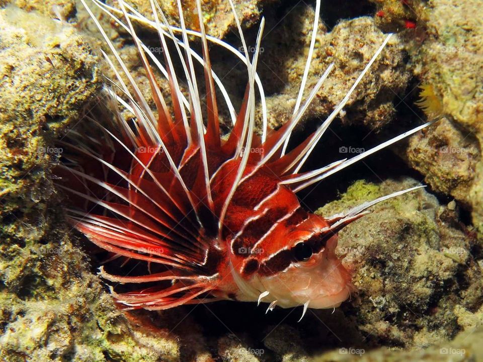 Clearfin lionfish