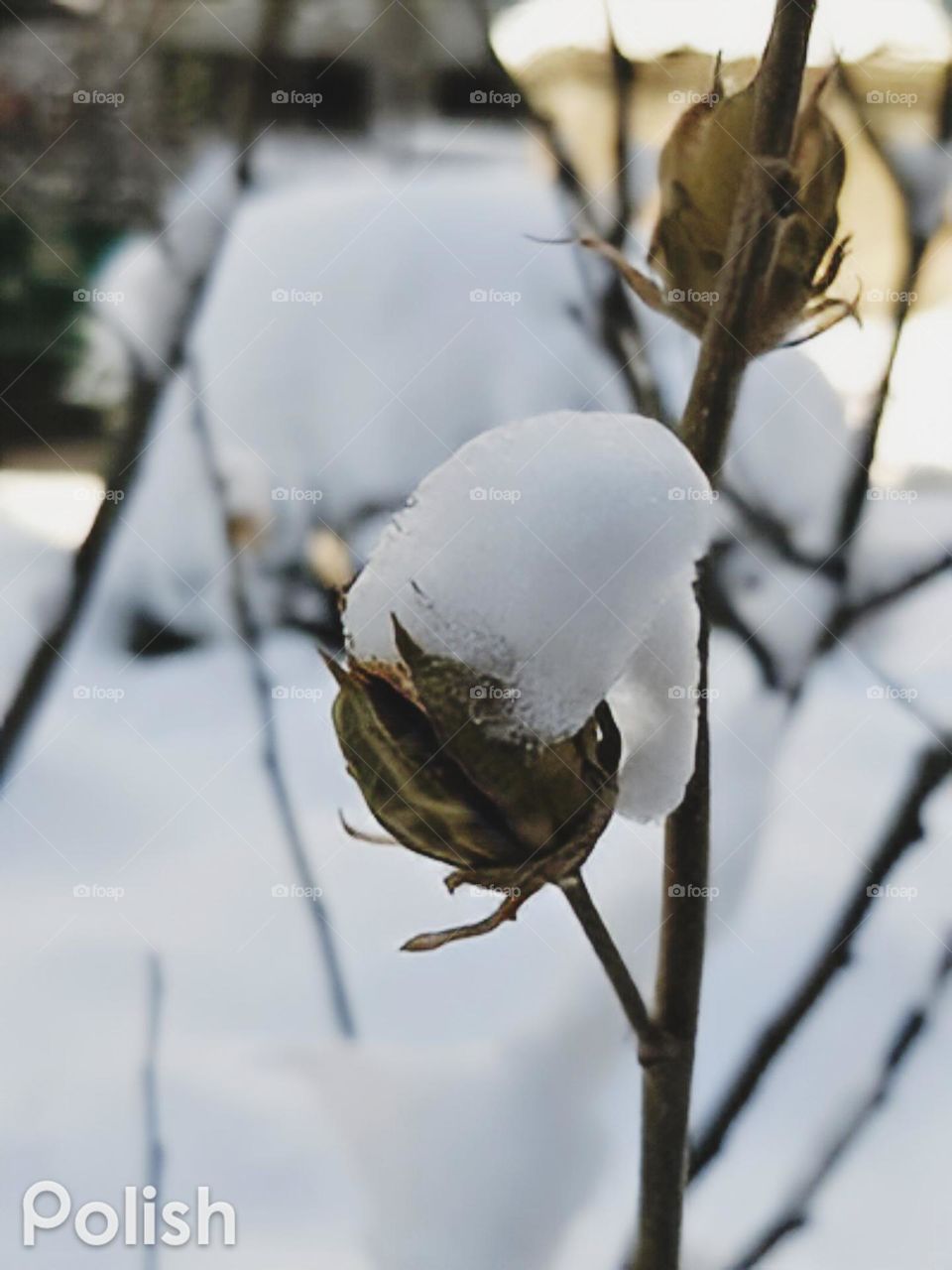 snow covering flower buds in the early morning first snow in Manhattan 2022.