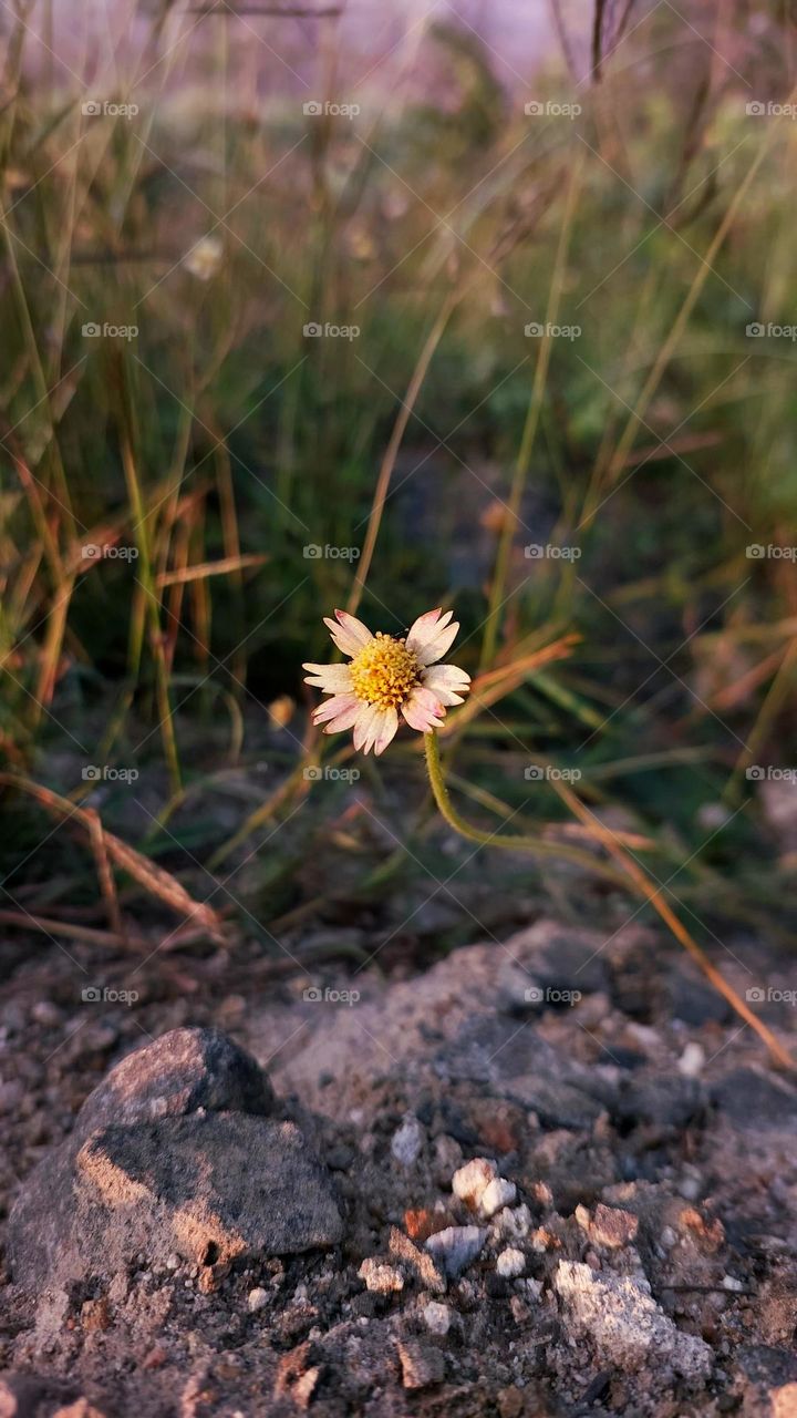 Galinsoga parviflora is a herbaceous plant in the Asteraceae family which is often found in gardens and homes