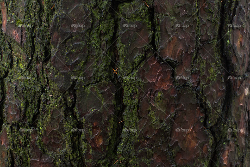 tree bark close-up