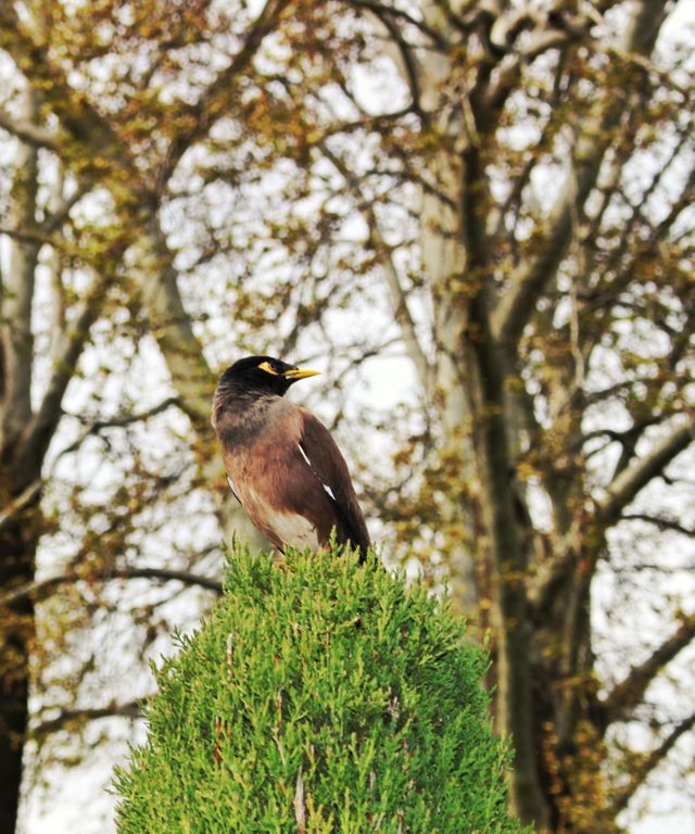 🐦‍⬛