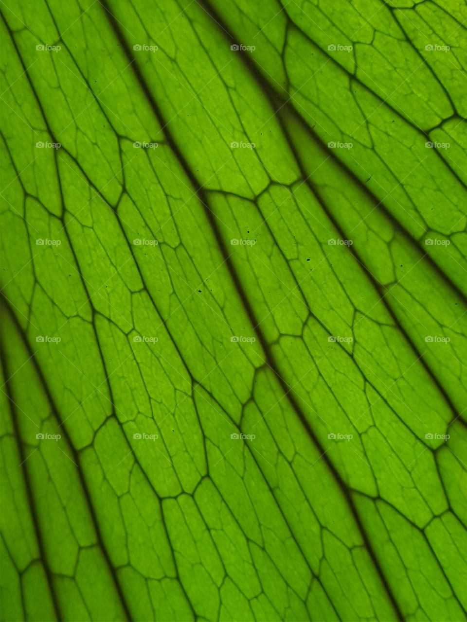 closeup fern