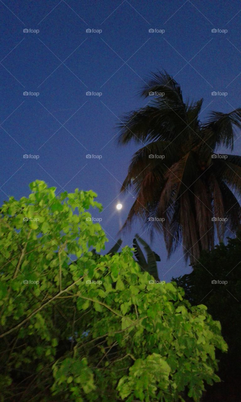 No Person, Tree, Water, Nature, Summer