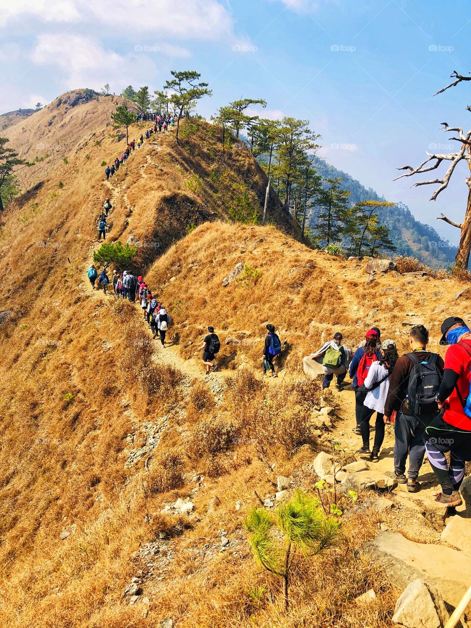 Mt. Ulap is a long hike compared to your usual one. You need more than just strength and stamina to climb up and go down, you need patience. Ulap shouldn't be that hard for experienced hikers and mountaineers. I survived Mt. Ulap! ⛰️💪 (1846 MASL)