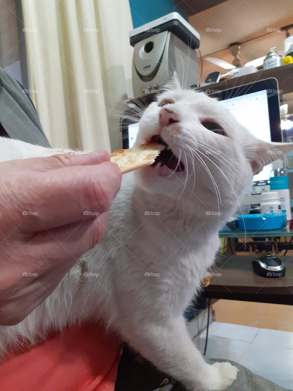 el auténtico gato comiendo galleta