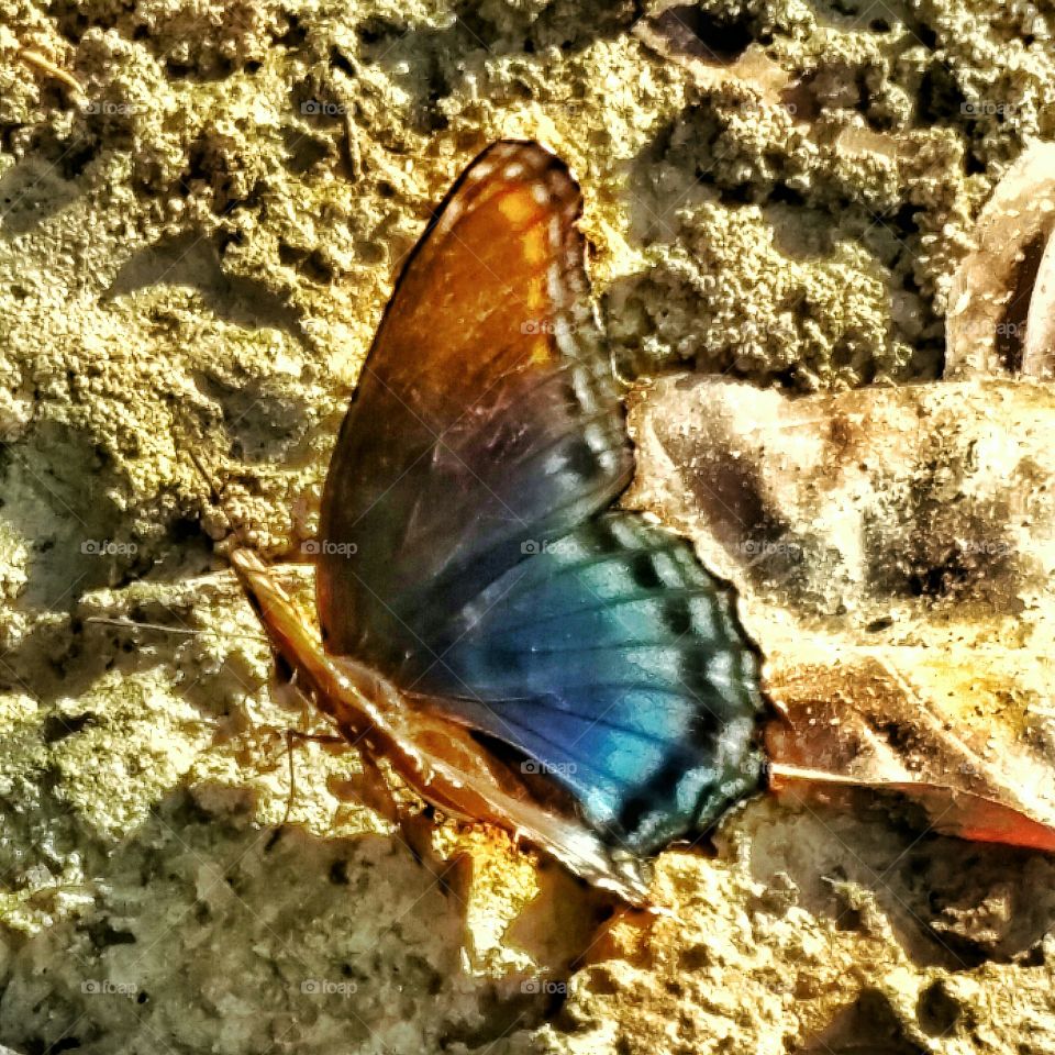 blue and black butterfly sunning