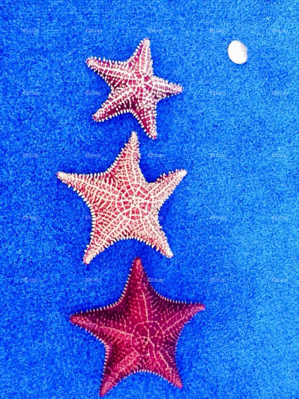 Starfish