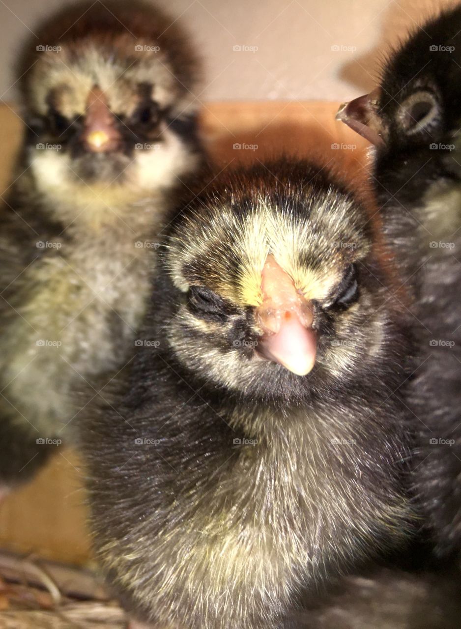 Baby chicks spring 2016