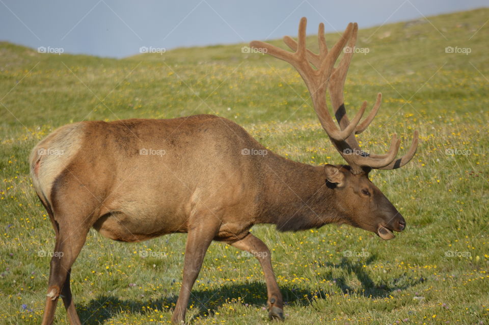 elk