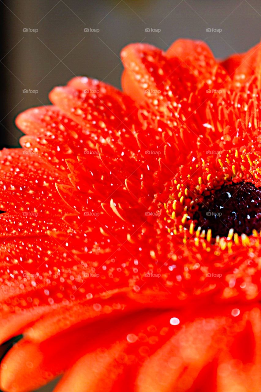 Waterdrops on the flower