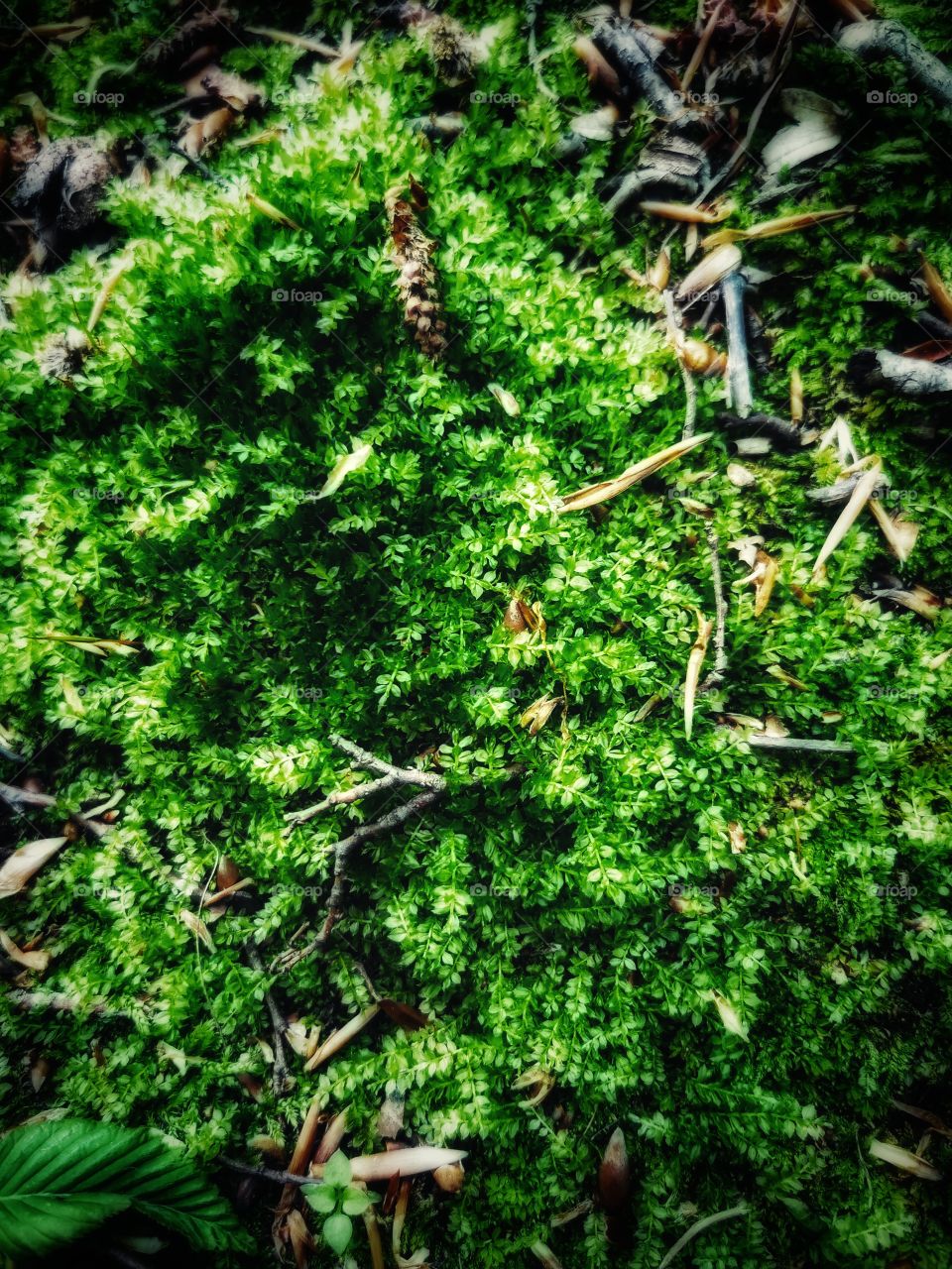 Forest day outdoor nature greens wild forest greens