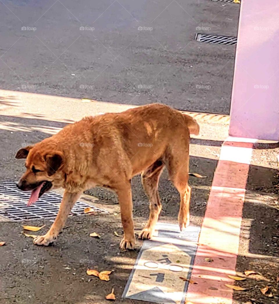 It's summertime!: the dog said "the heat is killing me!" in summer.  Oh! how poor!