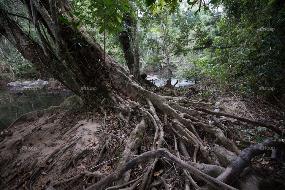 Root of the tree I the forest 