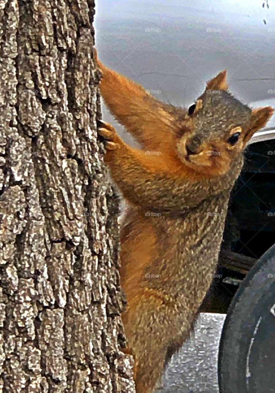 Curious Squirrel