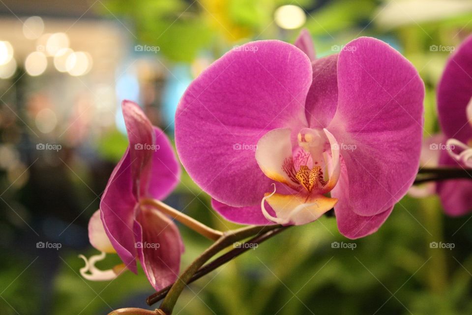 orchid flower
