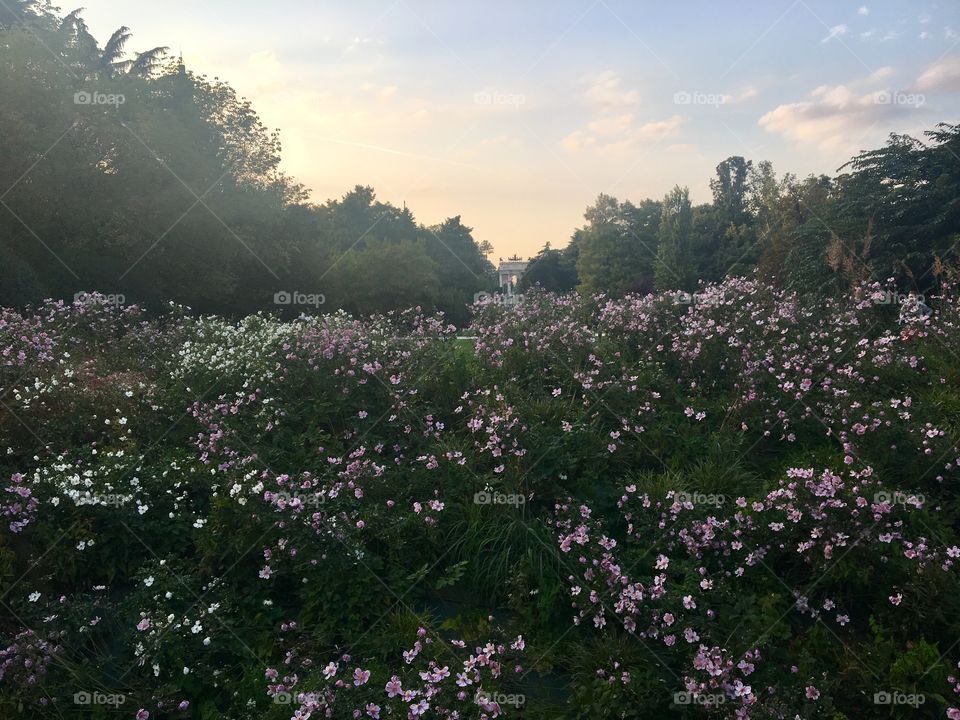 Field of Flowers in Milan, Italy