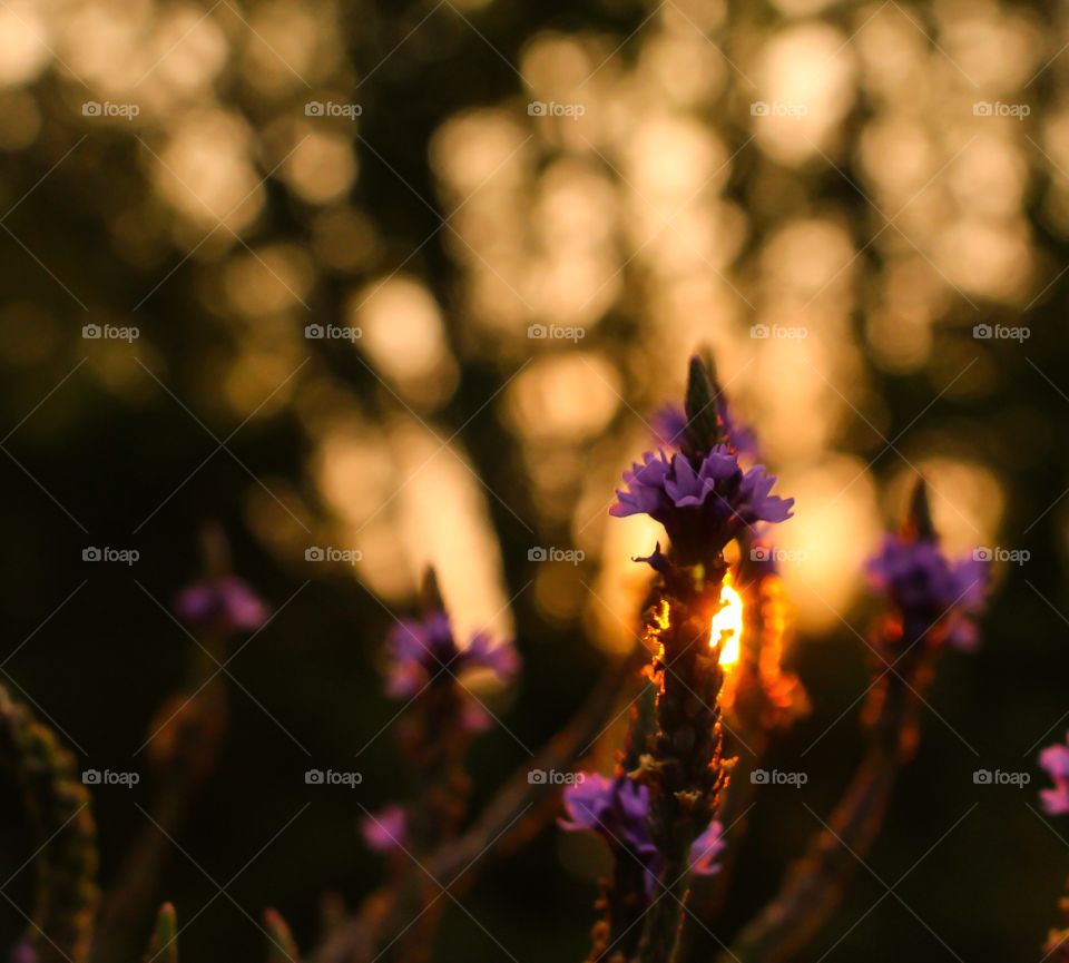 Close-up of flower