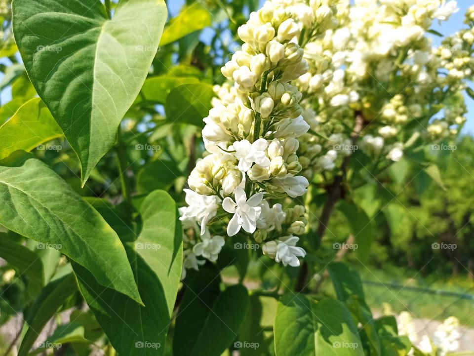 Syringa vulgaris, the lilac or common lilac, is a species of flowering plant in the olive family Oleaceae, native to the Balkan Peninsula, where it grows on rocky hills