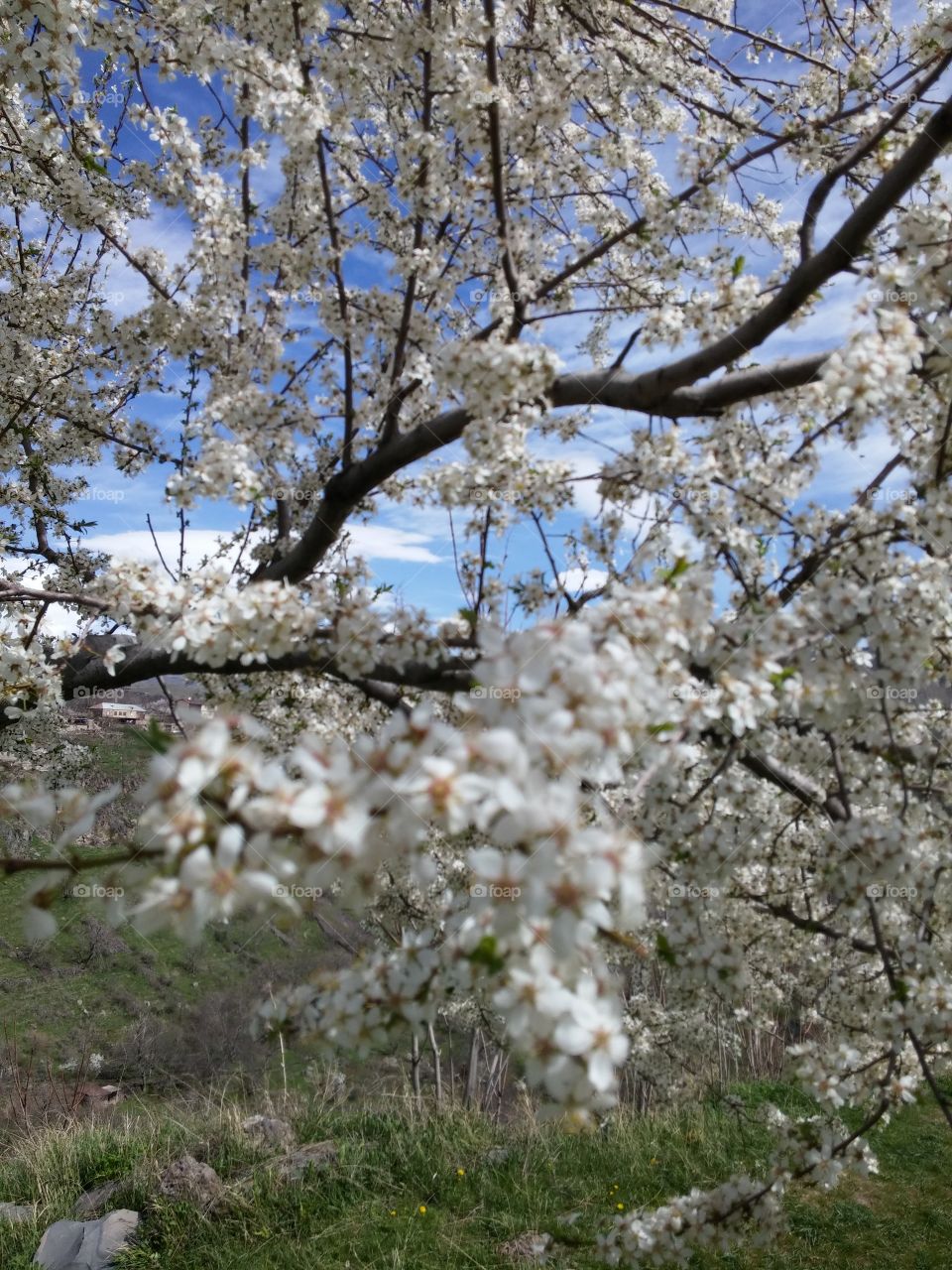 spring in Garni