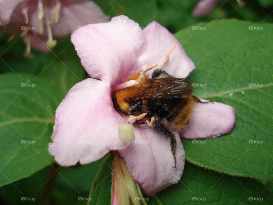 Bumblebee in a flower