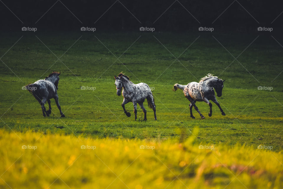 Horses on the field