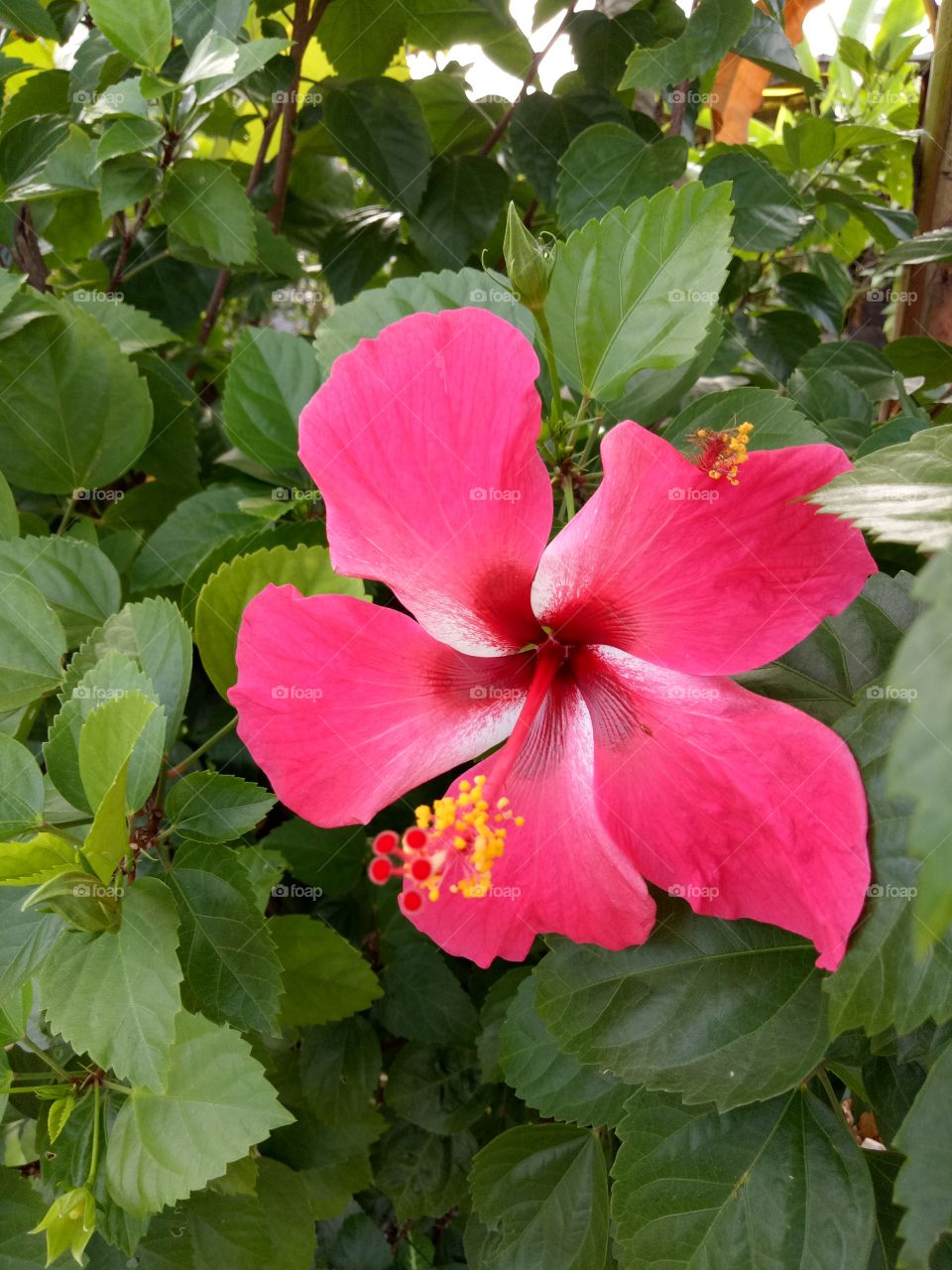 Hibiscus blooming National Flower of Malaysia