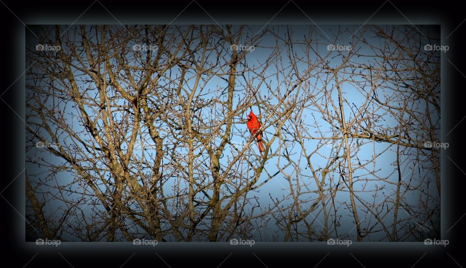 Tree, Branch, No Person, Landscape, Wood
