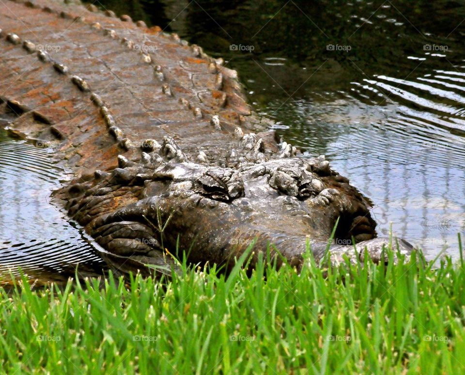 Gator