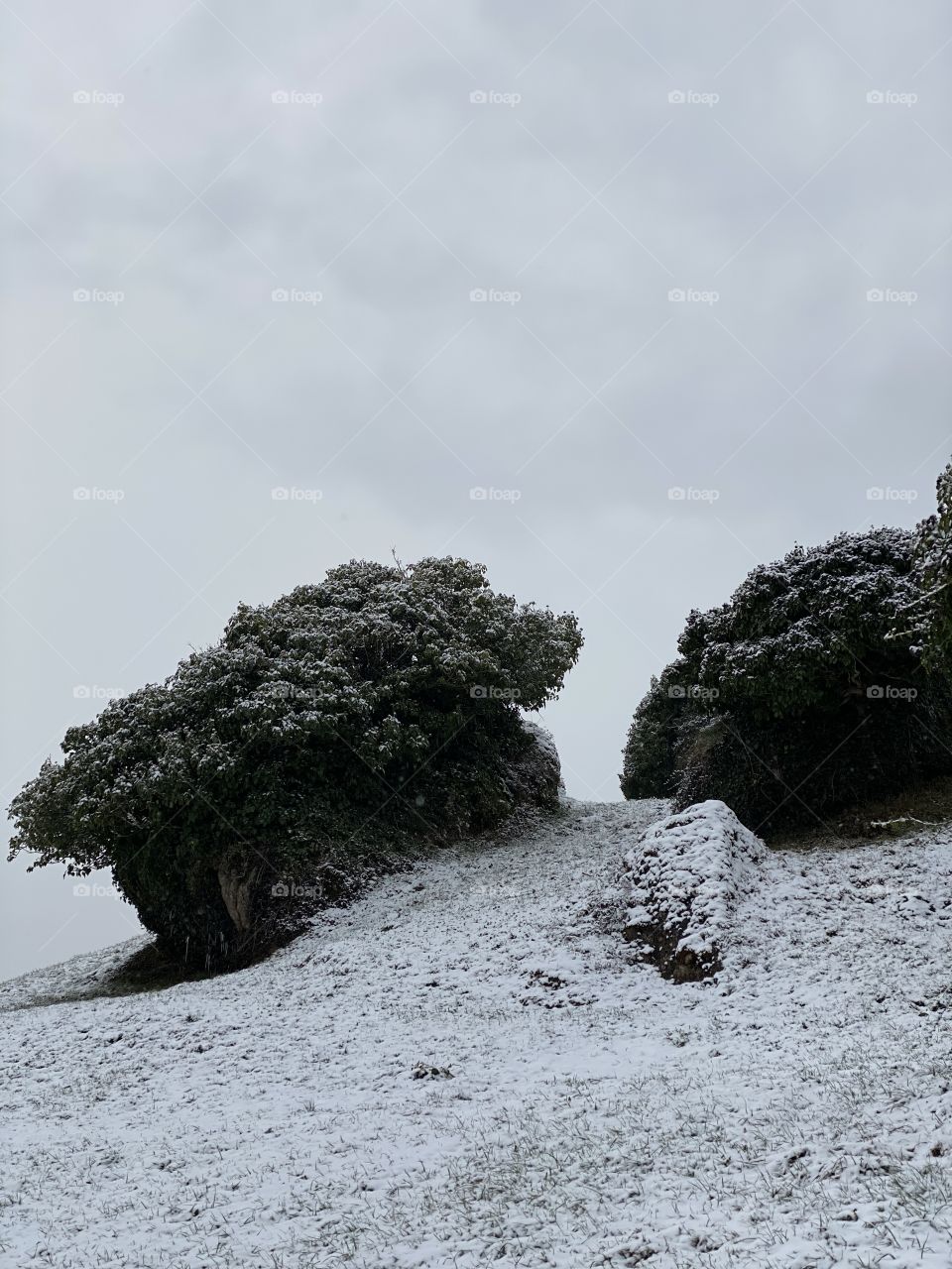 black berries in the snow