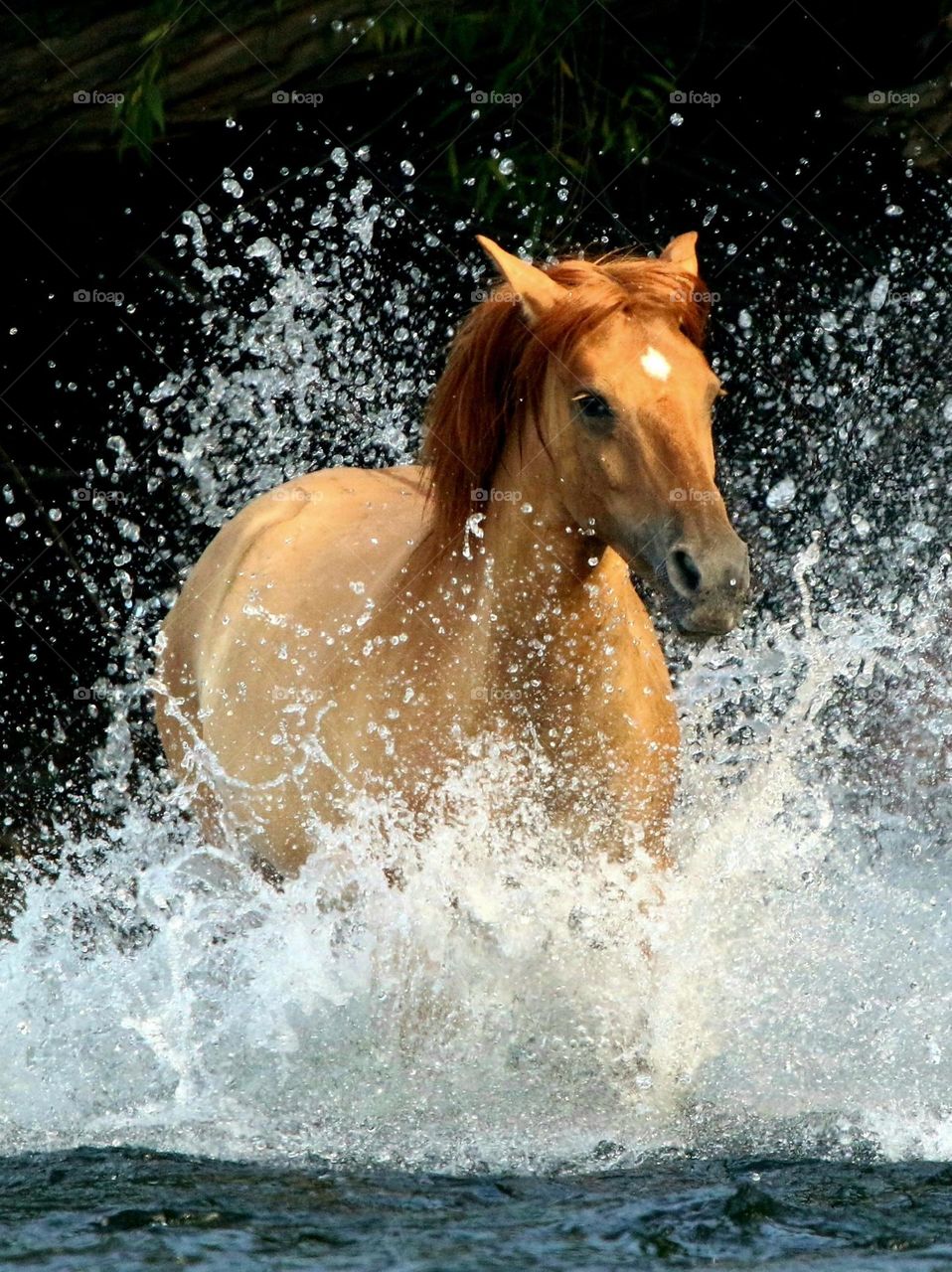 Wild Horse Running in River