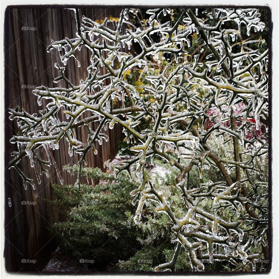 Frozen Mock Orange