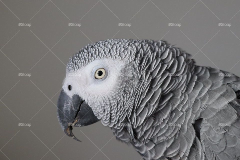 Gray African Parrot, Jaco