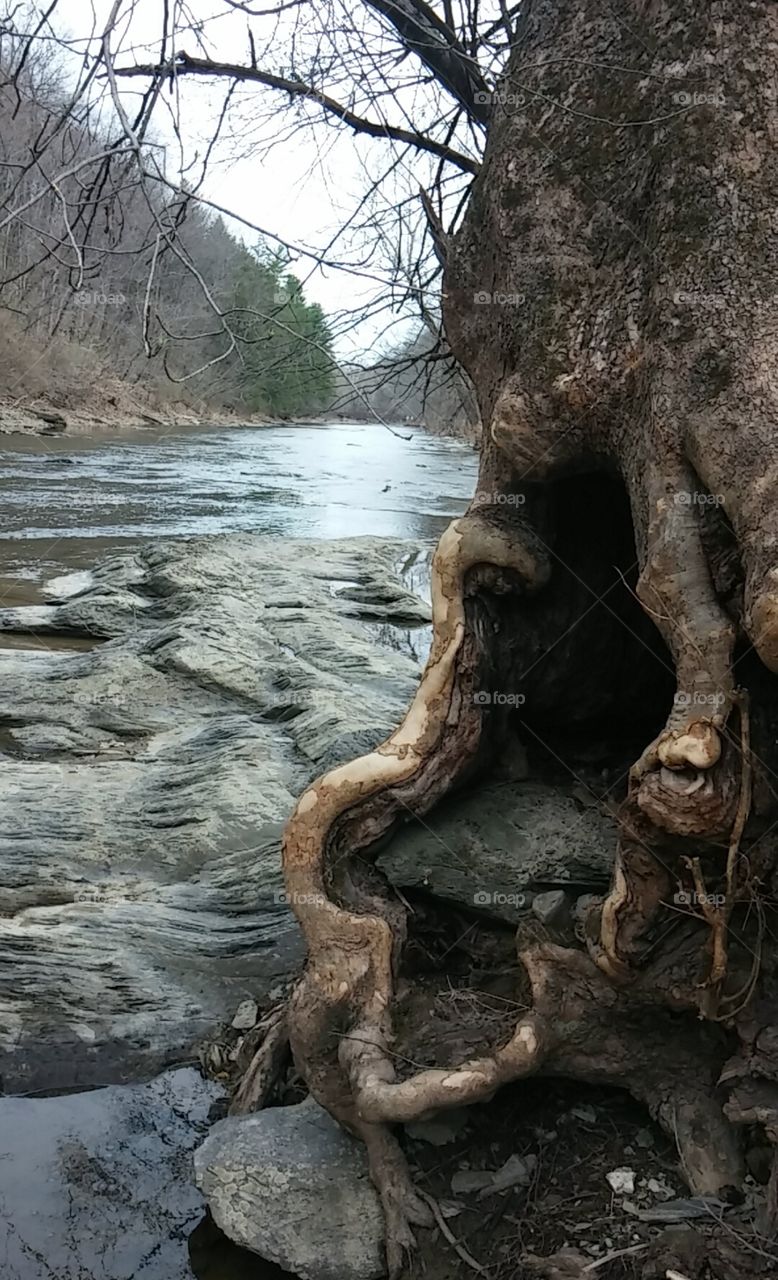 Fairy Tree Portal. A twisted tree upon the creek. 