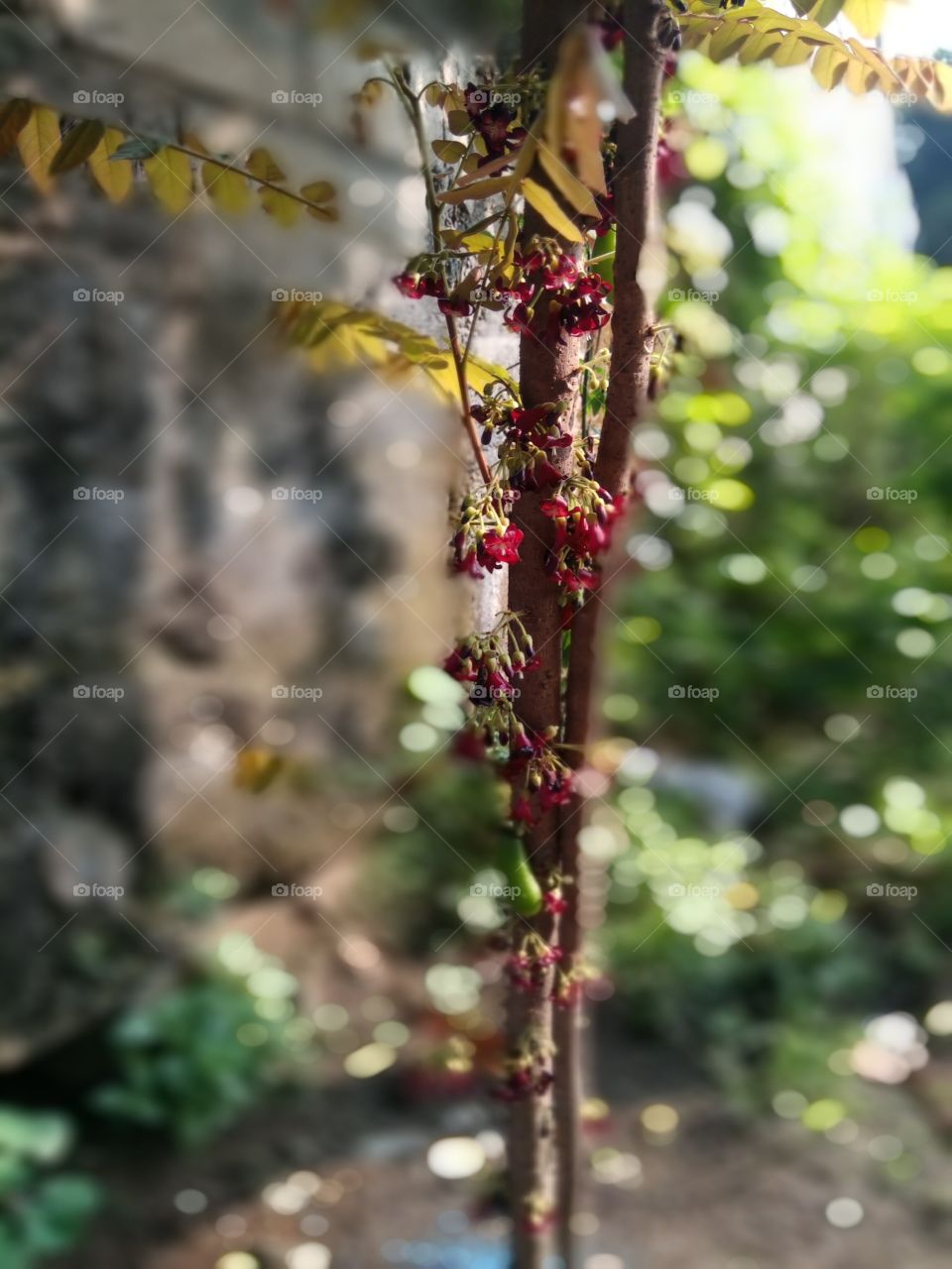 Nature, Leaf, No Person, Flora, Flower